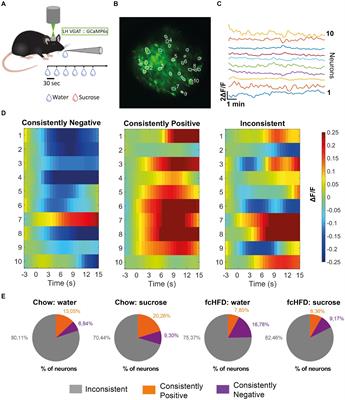 Free-choice high-fat diet consumption reduces lateral hypothalamic GABAergic activity, without disturbing neural response to sucrose drinking in mice